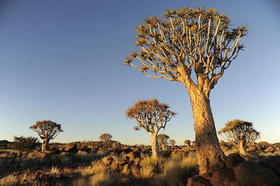 Quiver Tree Forest