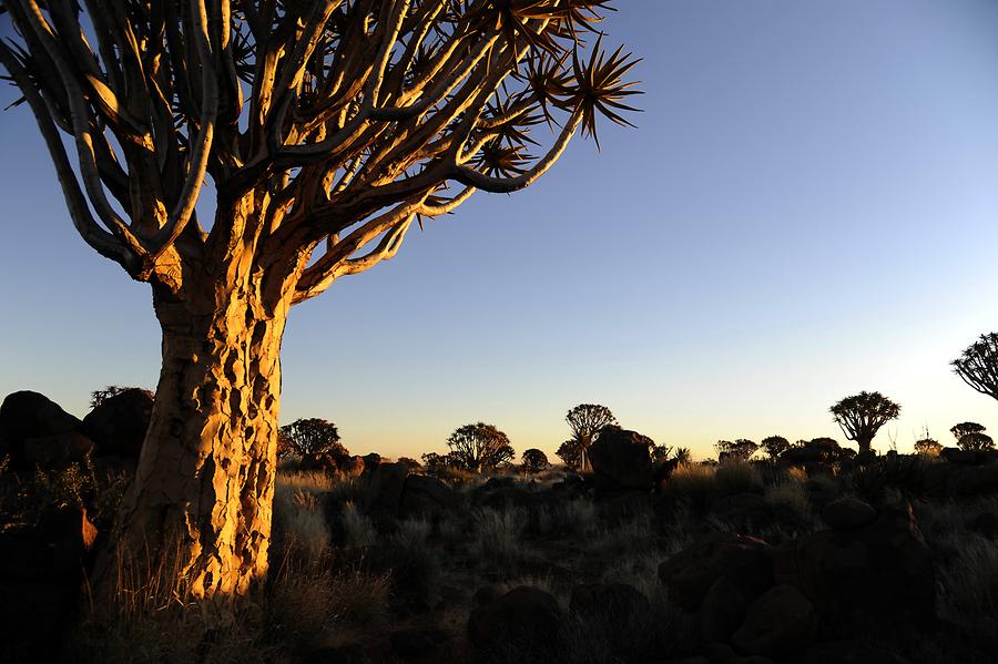 Quiver Trees