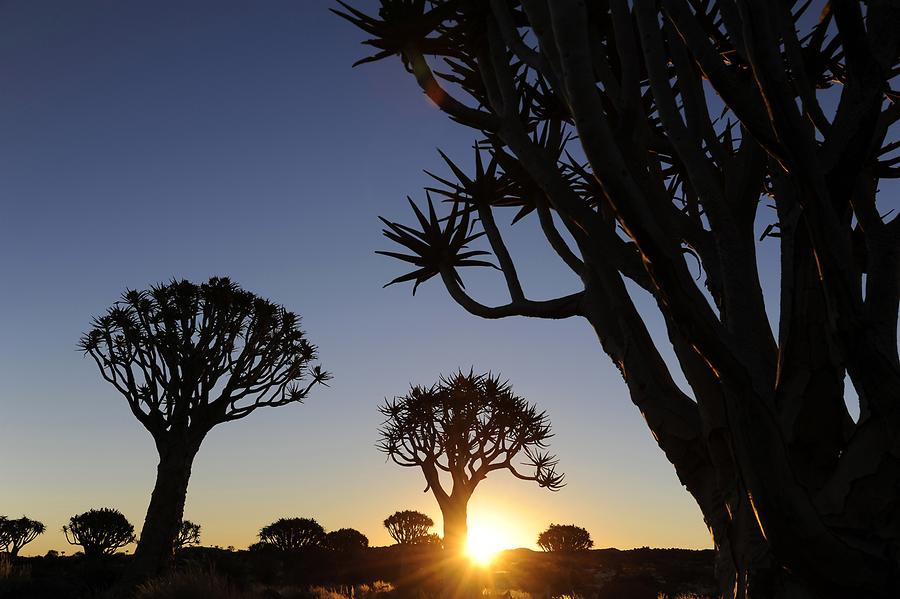 Quiver Trees