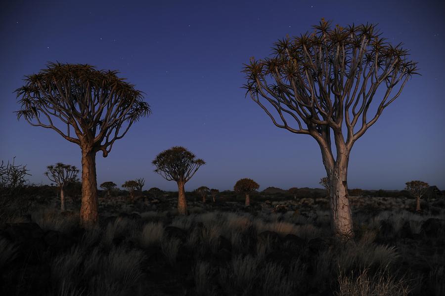 Quiver Trees