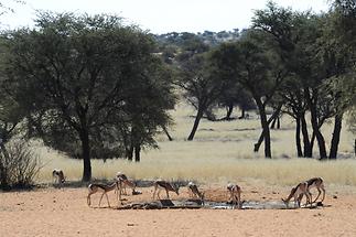 Watering Place at Zebra Lodge