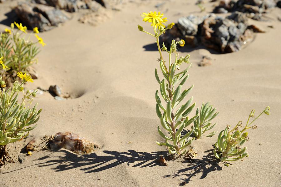 Wüstenblume