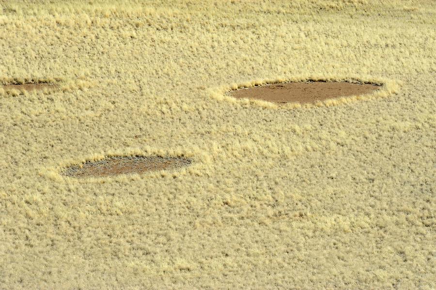 Fairy Circles in the Namib Desert