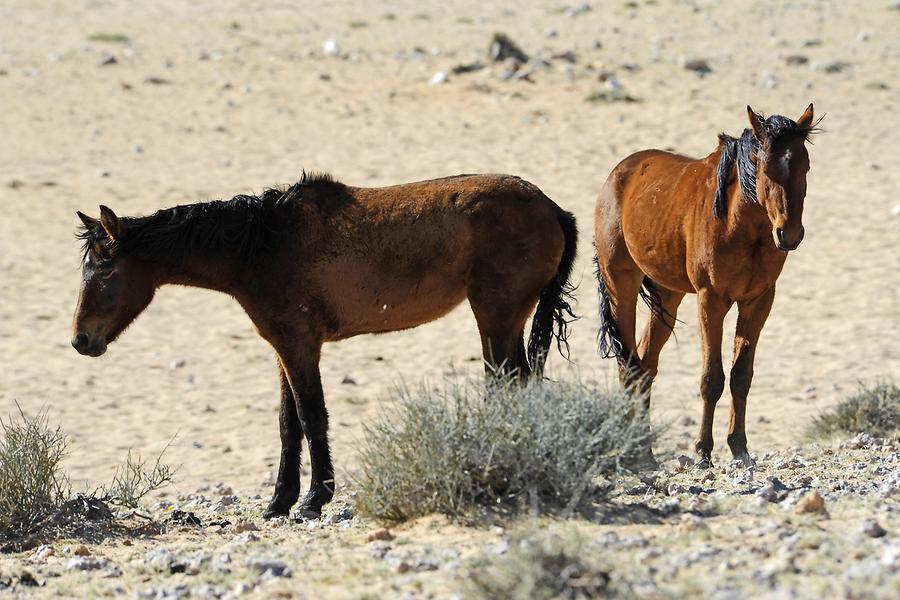 Wild Horses