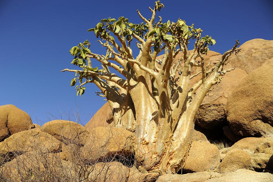 Spitzkoppe