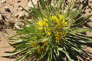 Desert Flower