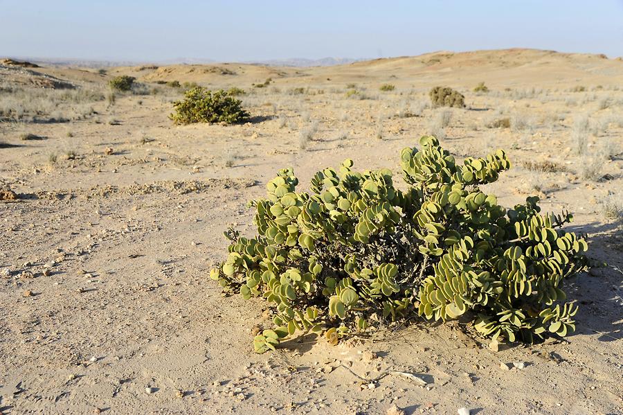 Dollar bush (Zygophyllum stapfii)