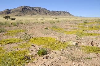 Namib-Naukluft National Park (3)