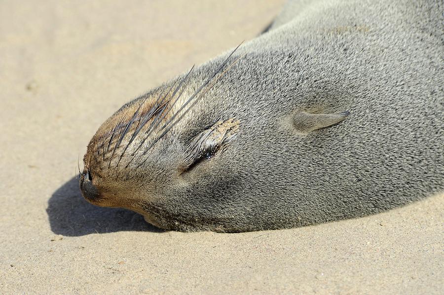 Seals at Cape Cross