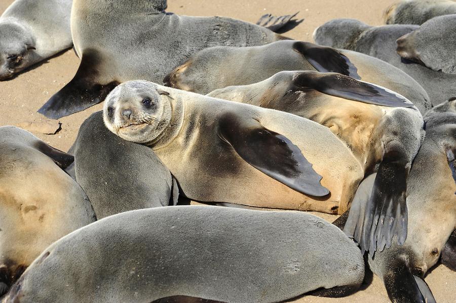 Seals at Cape Cross