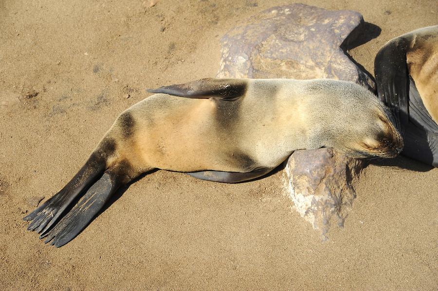 Seals at Cape Cross