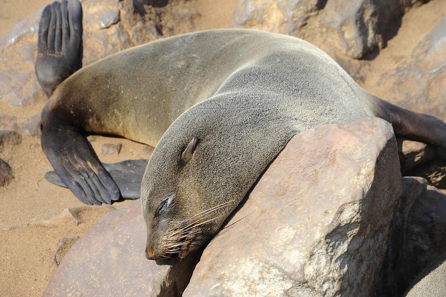 Seals at Cape Cross