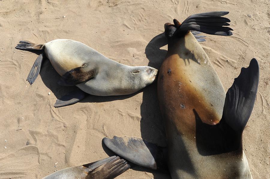 Seals at Cape Cross