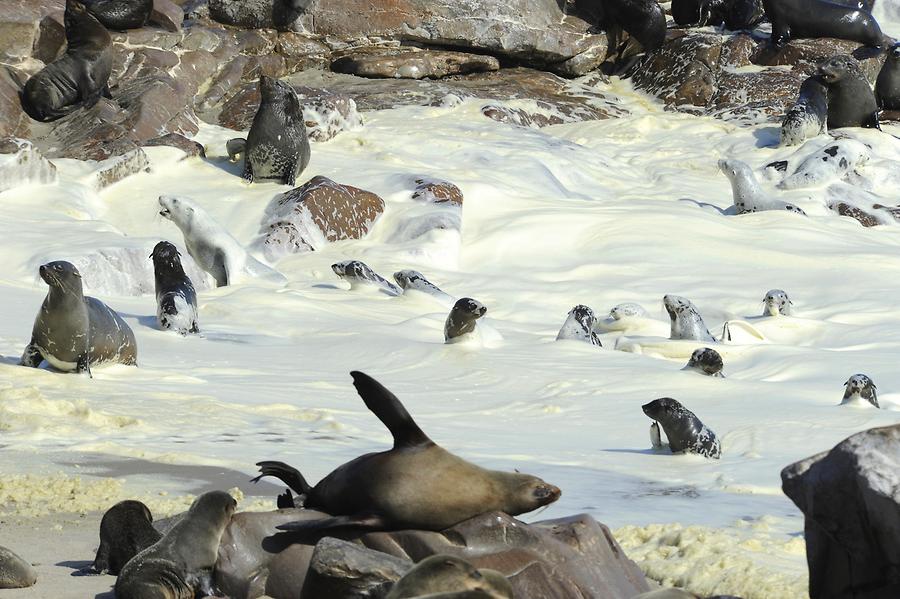 Seals at Cape Cross
