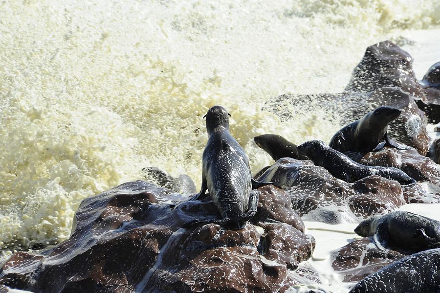 Seals at Cape Cross