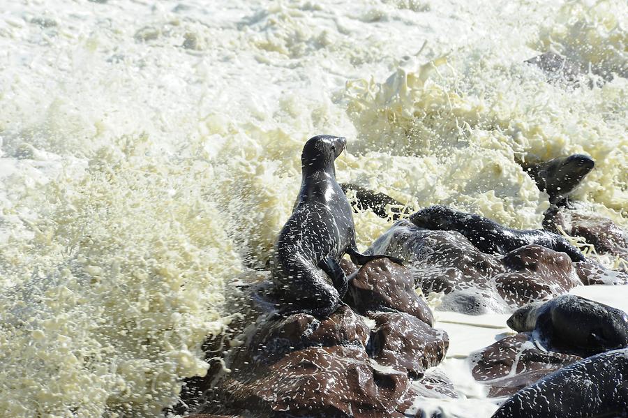 Seals at Cape Cross