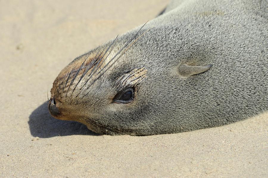 Seals at Cape Cross