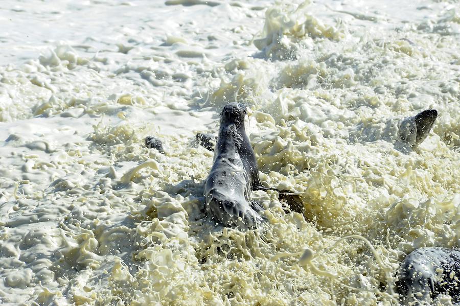 Seals at Cape Cross