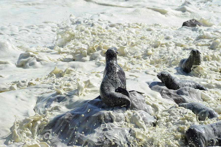 Seals at Cape Cross