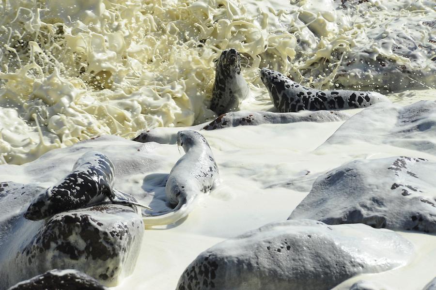 Seals at Cape Cross