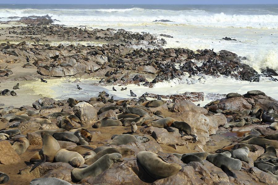 Seals at Cape Cross