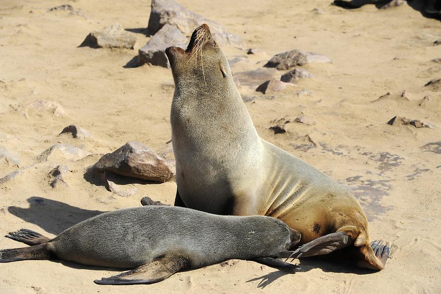 Seals at Cape Cross