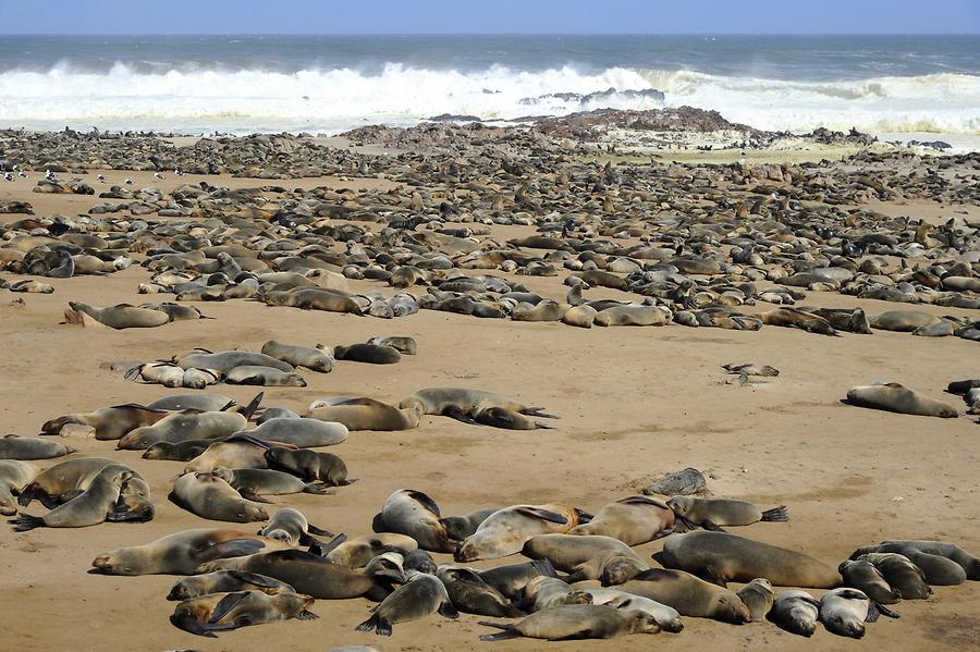 Seals at Cape Cross