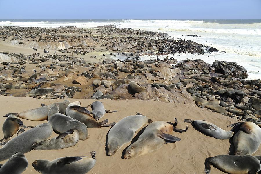 Seals at Cape Cross