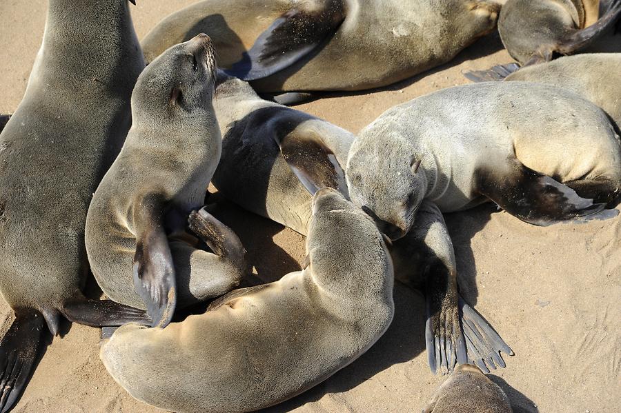 Seals at Cape Cross