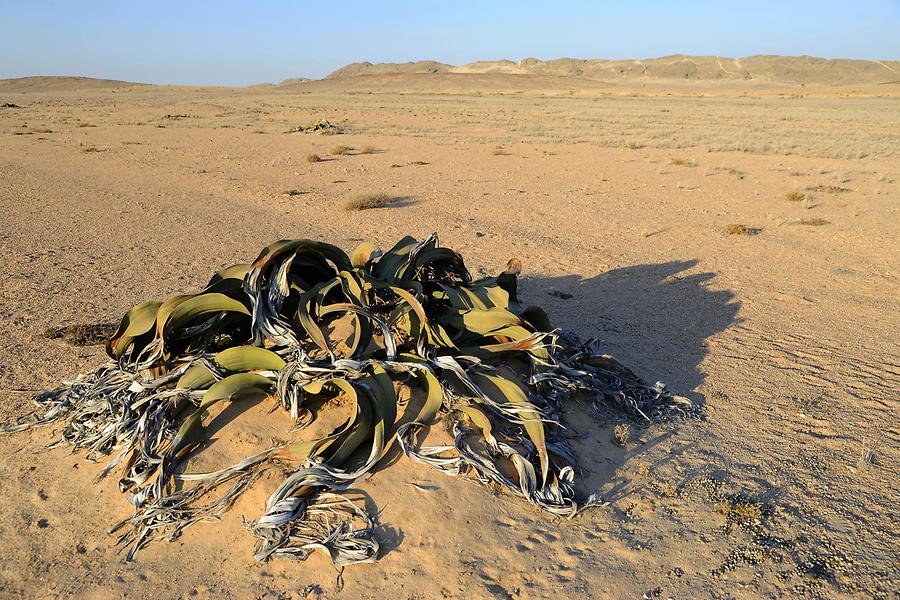 Welwitschia mirabilis