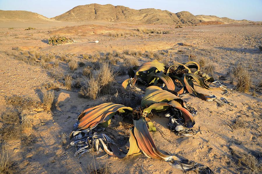 Welwitschia mirabilis