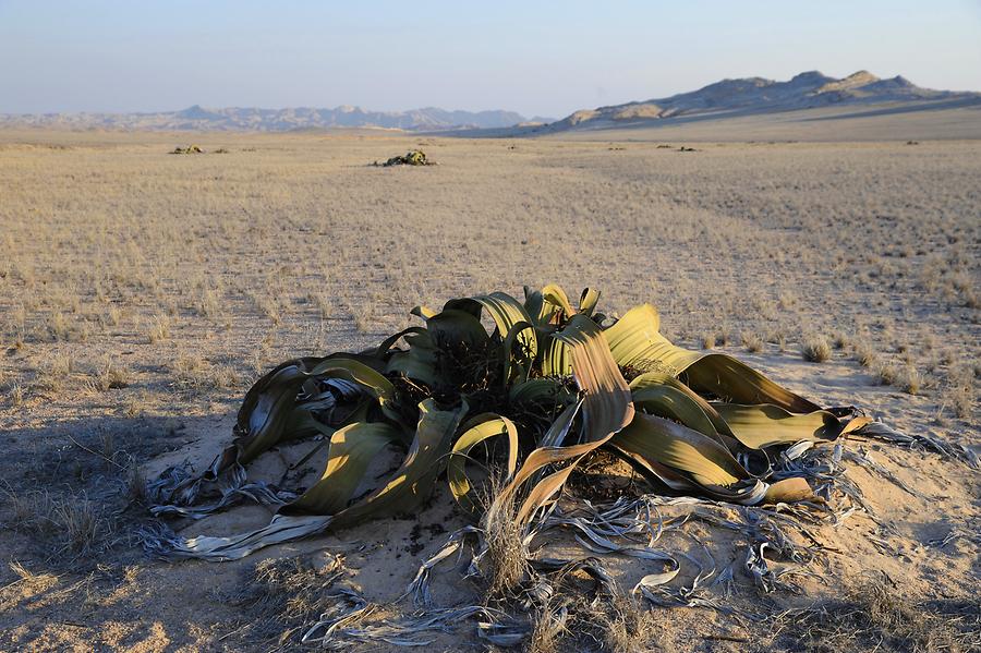 Welwitschia mirabilis