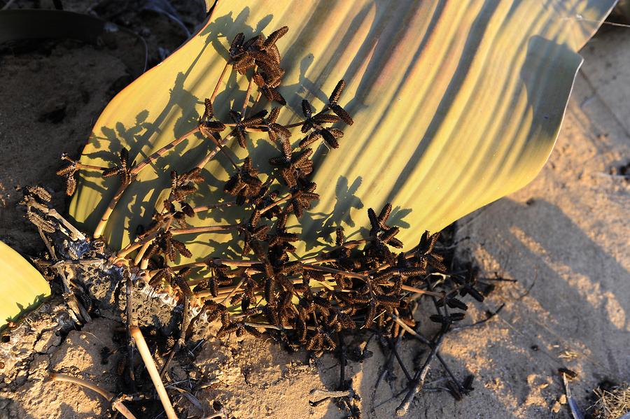 Welwitschia mirabilis