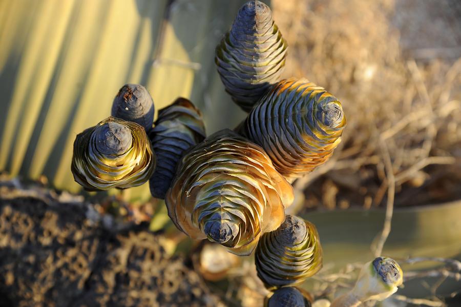 Welwitschia mirabilis