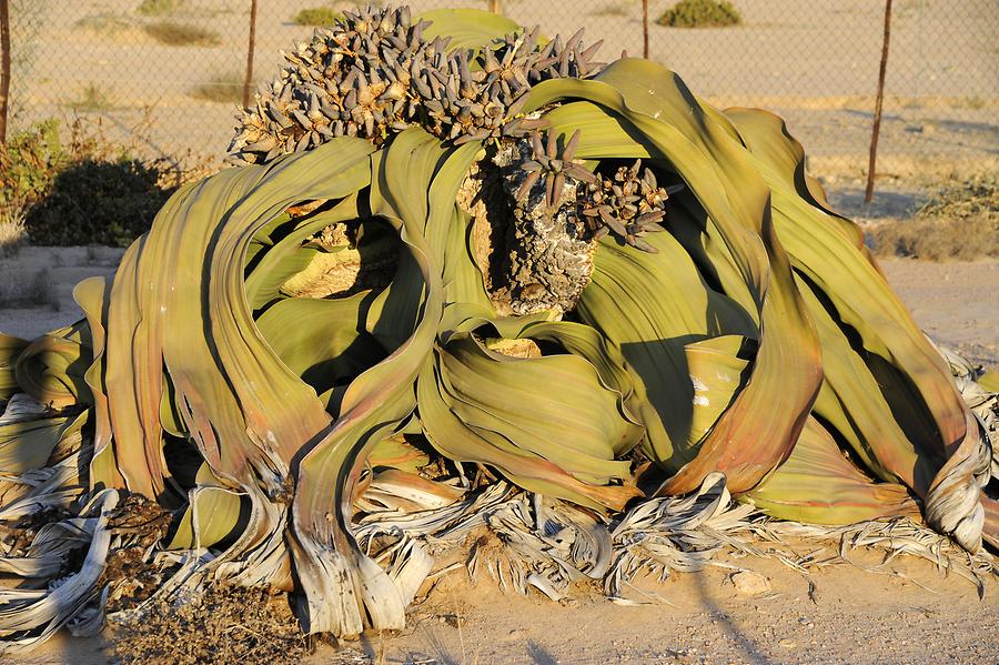 Welwitschia mirabilis