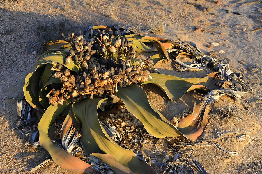 Welwitschia mirabilis