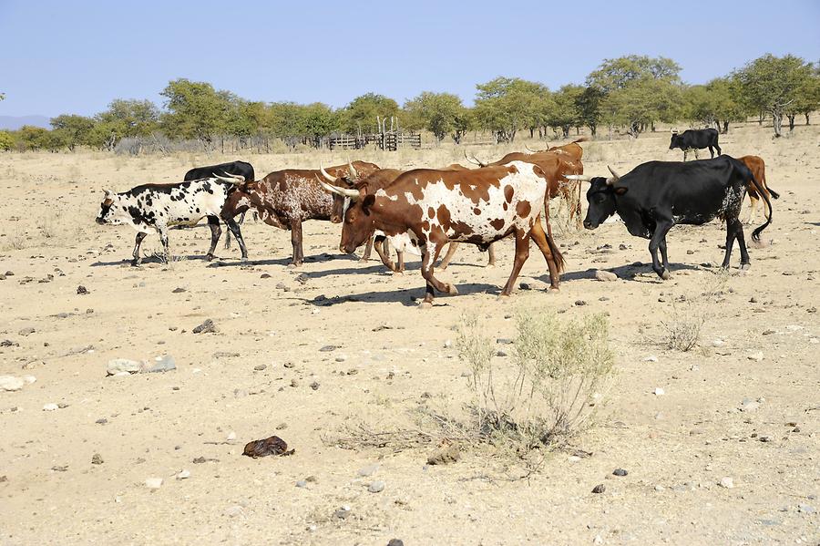 Cattle Herd