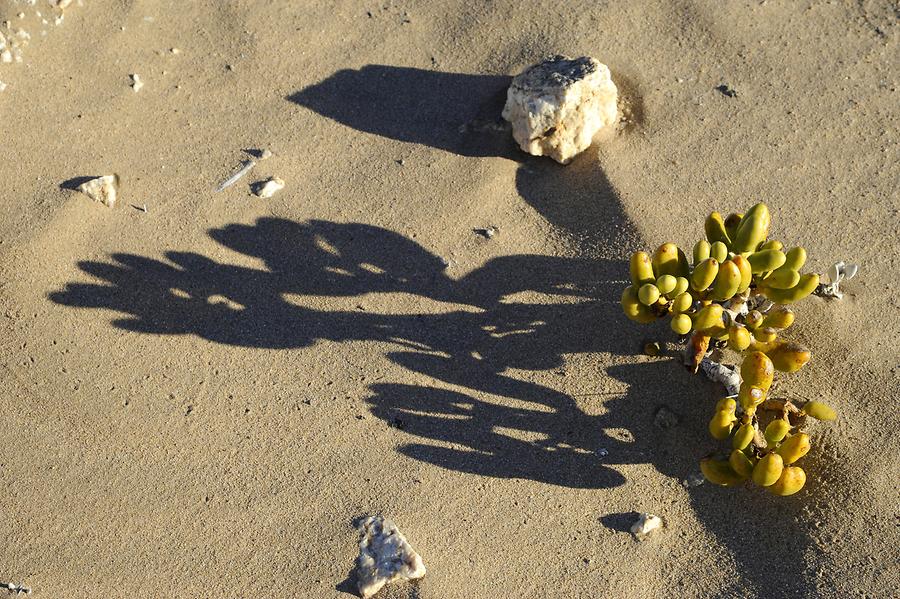 Desert Plant