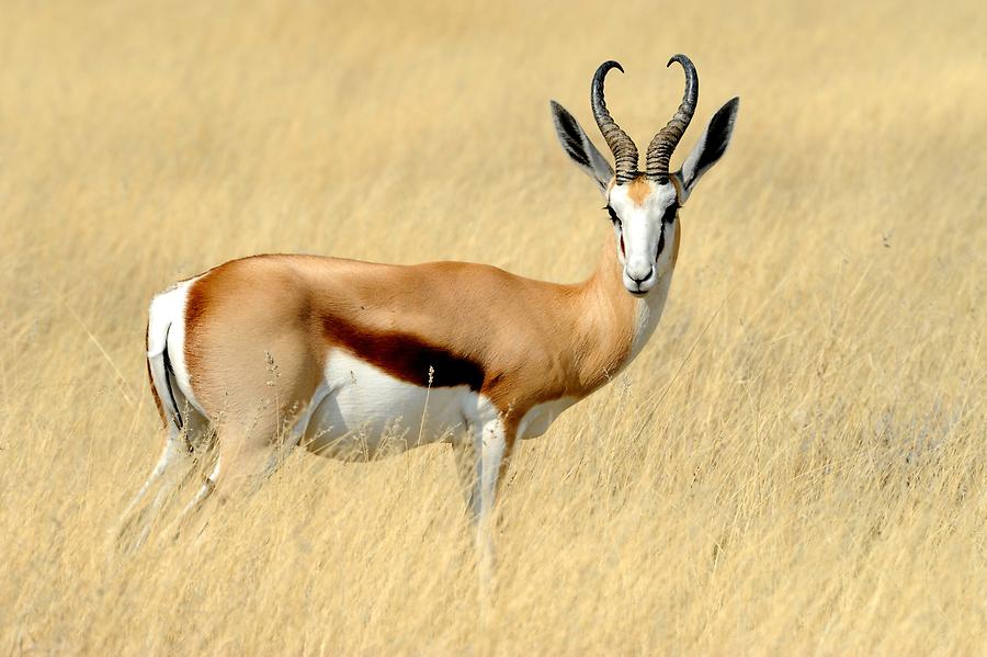 Springbok