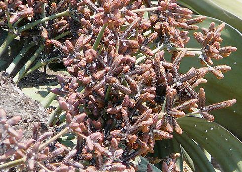 Welwitschia