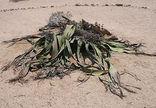 Welwitschia