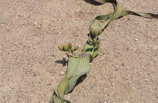 Welwitschia