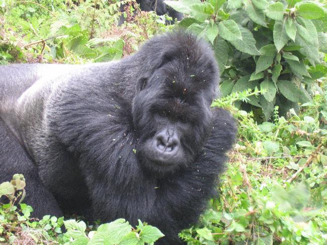 Mountain Gorilla (2)