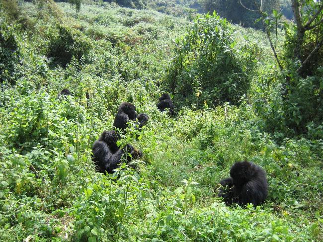 Group of Mountain Gorillas