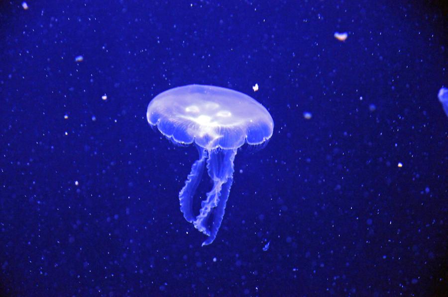 Jellyfish