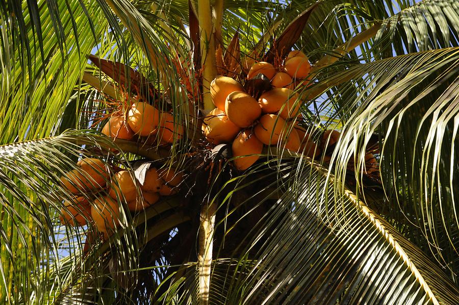 L'Union Estate - Coconut Palm