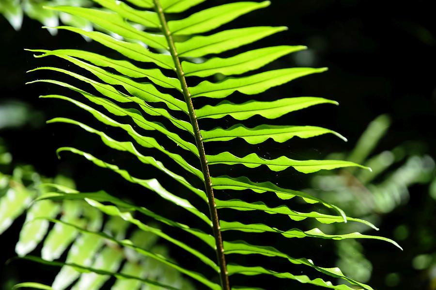 La Digue Veuve Reserve - Fern