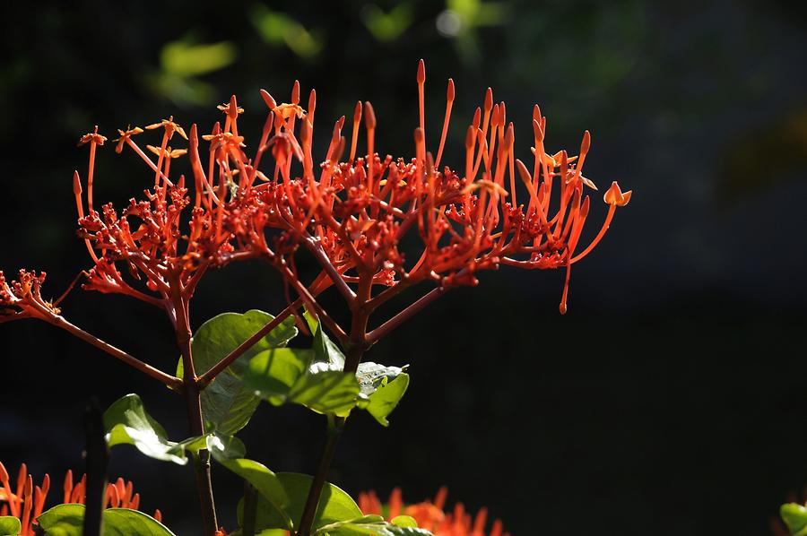 La Digue Veuve Reserve - Flower