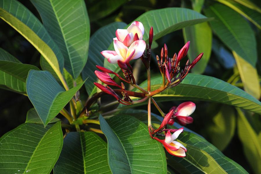 La Digue Veuve Reserve - Flower