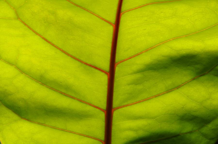 La Digue Veuve Reserve - Leaf